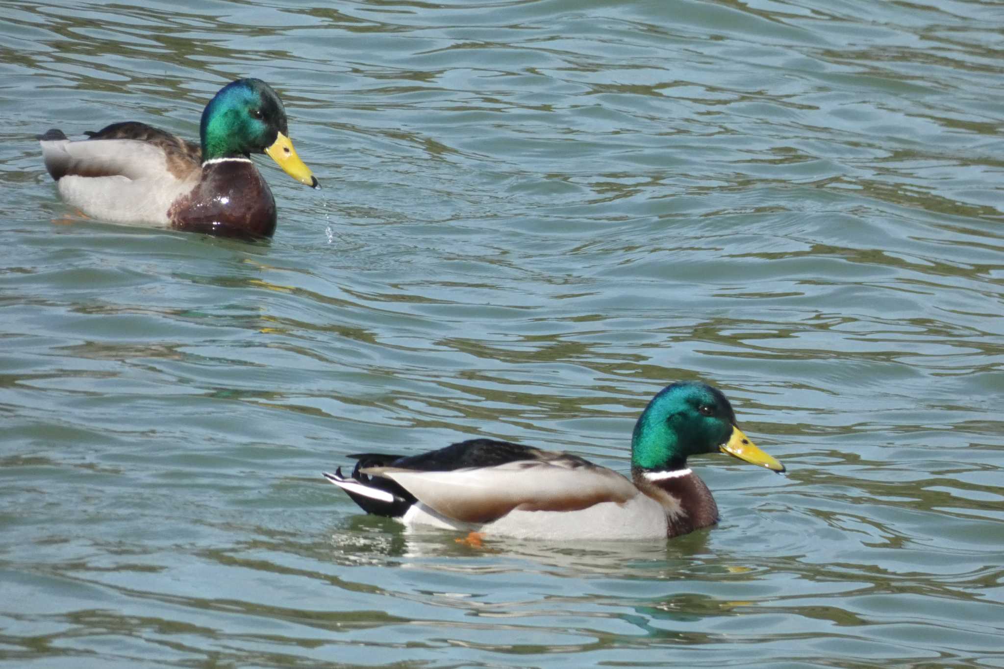 Photo of Mallard at 勅使池(豊明市) by サンダーバード