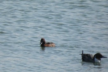 Ferruginous Duck 勅使池(豊明市) Fri, 3/8/2024