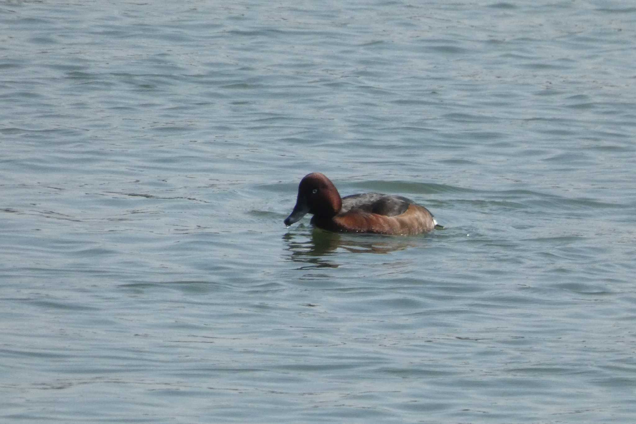 Photo of Ferruginous Duck at 勅使池(豊明市) by サンダーバード