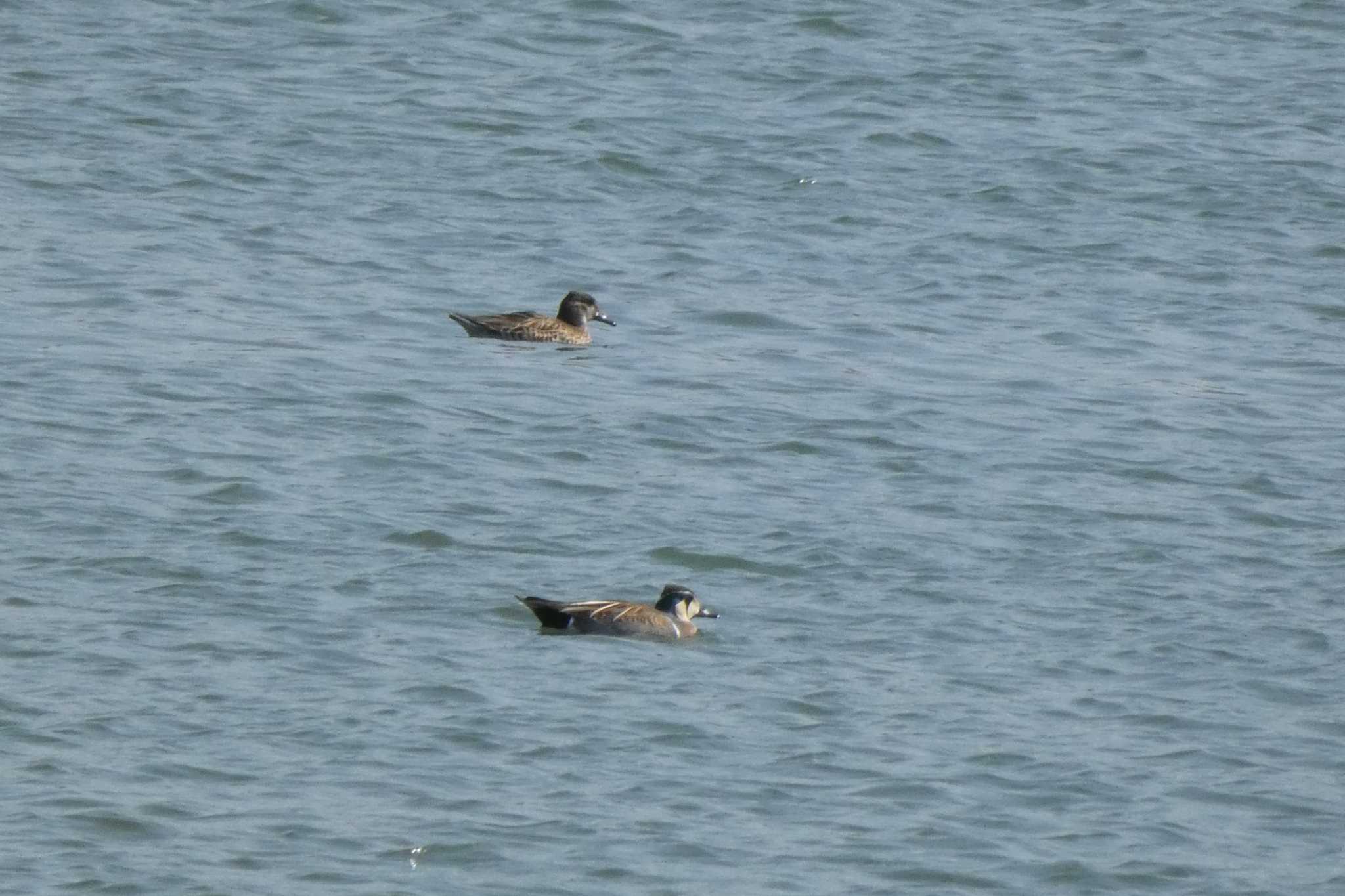 Baikal Teal