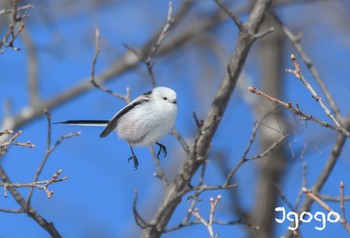 Long-tailed tit(japonicus) Makomanai Park Sun, 1/28/2024