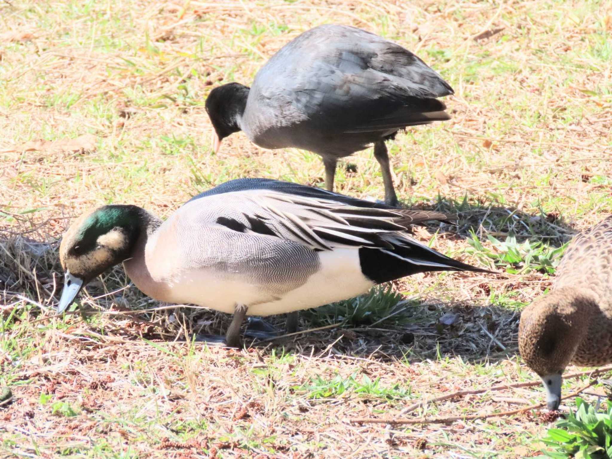 水元公園 オナガガモ x ヒドリガモの写真