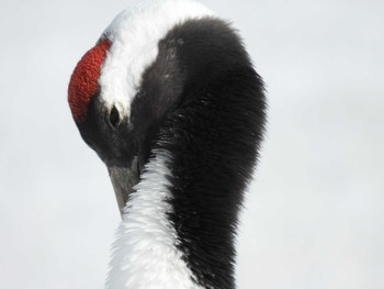 Red-crowned Crane 鶴居村 Sun, 2/25/2024