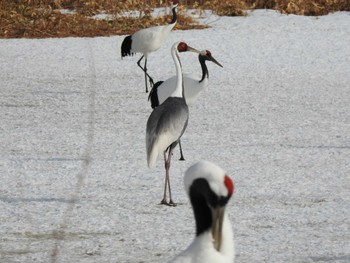 White-naped Crane 鶴居村 Sun, 2/25/2024