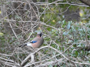 Eurasian Jay 大町自然観察園 Sat, 3/9/2024