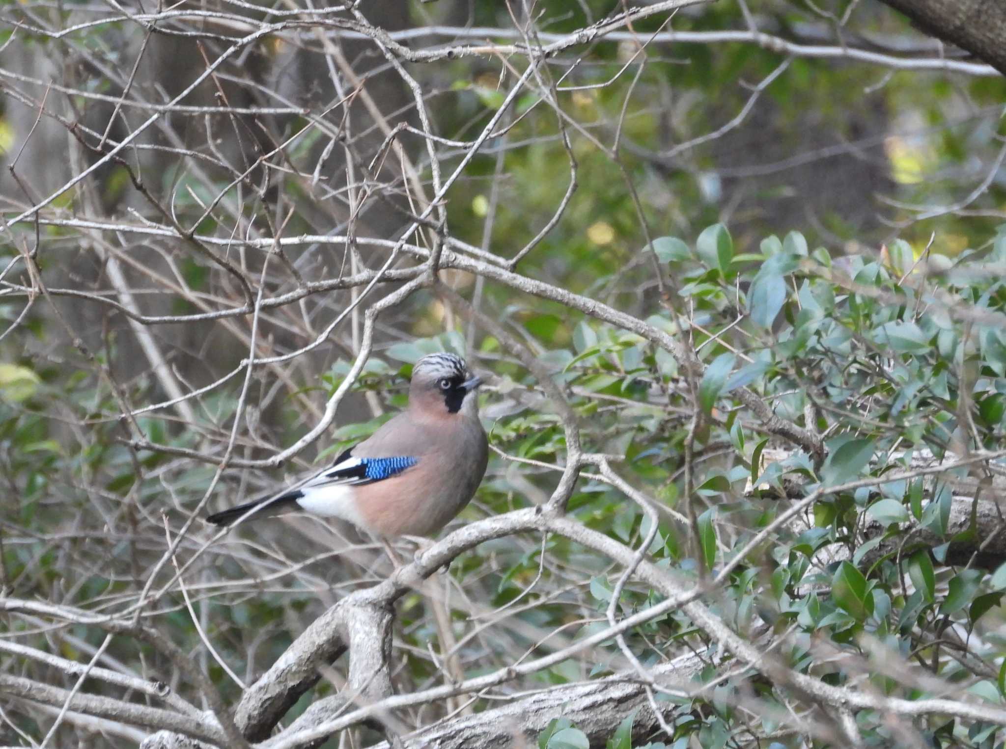 Eurasian Jay