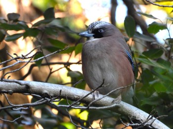 Eurasian Jay 大町自然観察園 Sat, 3/9/2024