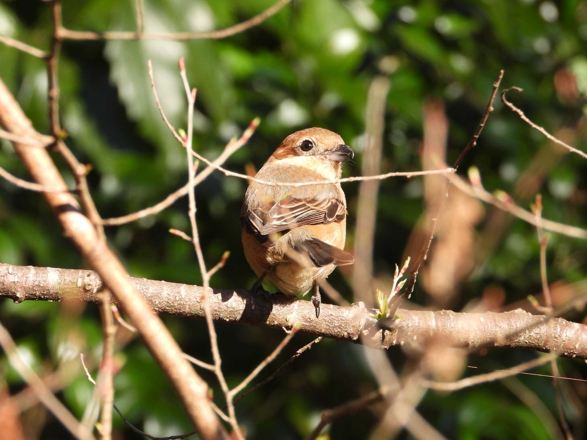 Photo of Bull-headed Shrike at 大町自然観察園 by アカウント6488