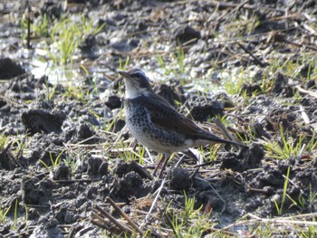 Sat, 3/9/2024 Birding report at Teganuma