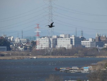 カワウ 手賀沼 2024年3月9日(土)