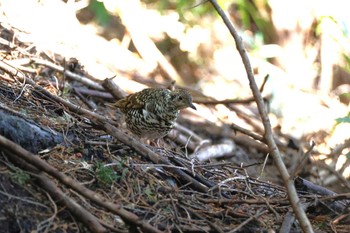 White's Thrush 丹沢の林道 Sat, 3/9/2024