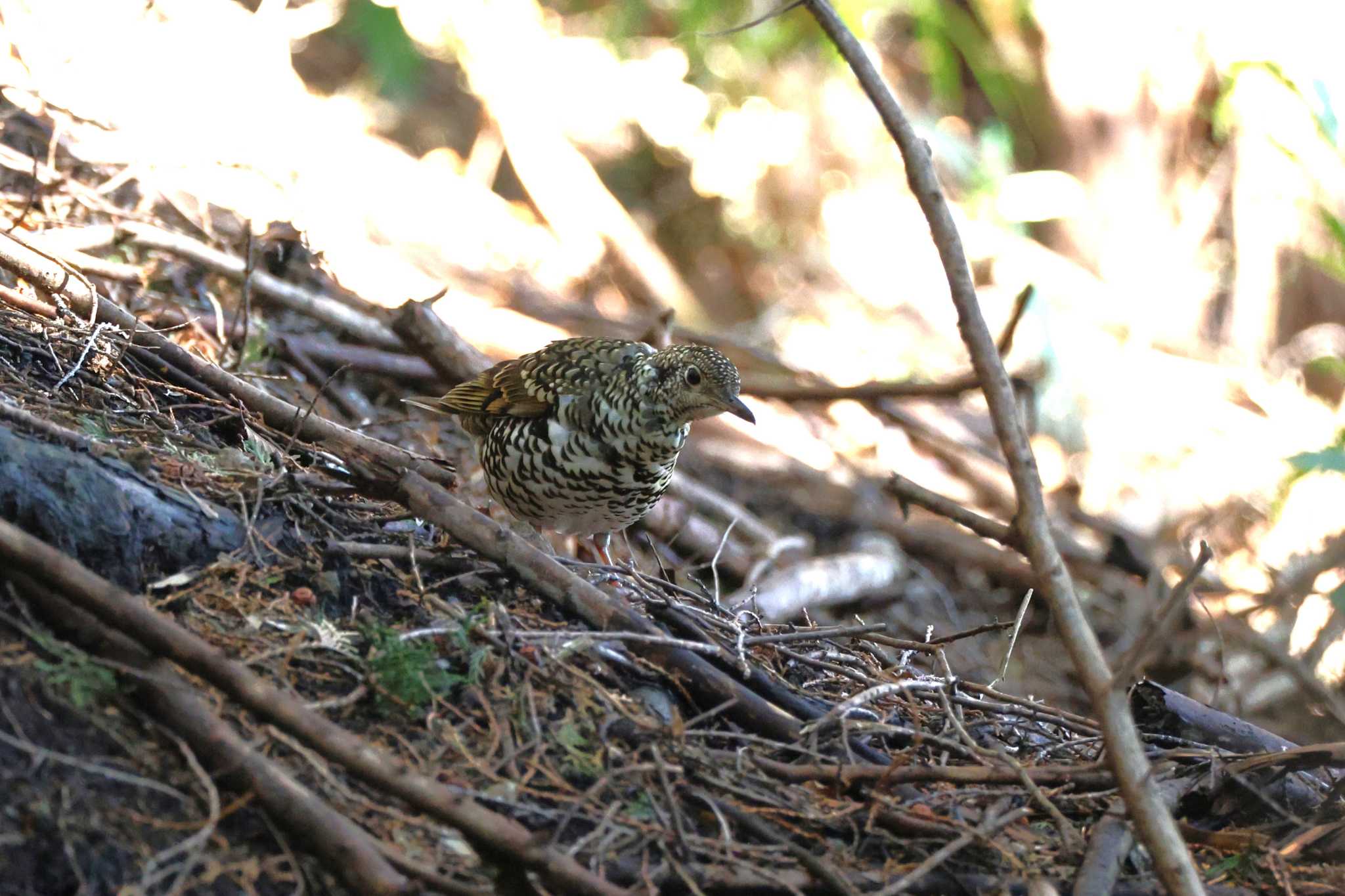 Photo of White's Thrush at 丹沢の林道 by bobobobo09