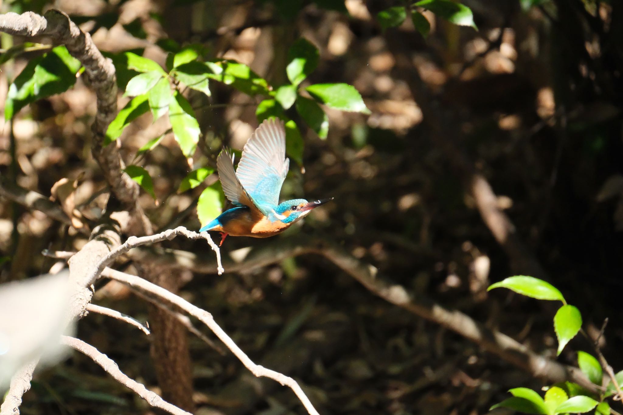 Photo of Common Kingfisher at 源兵衛川 by ポン介