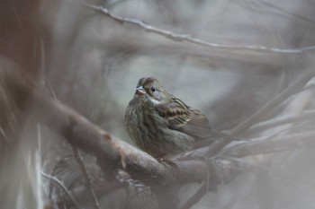 2024年3月9日(土) 丹沢の林道の野鳥観察記録