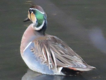 Baikal Teal Yatoyama Park Sun, 1/7/2024