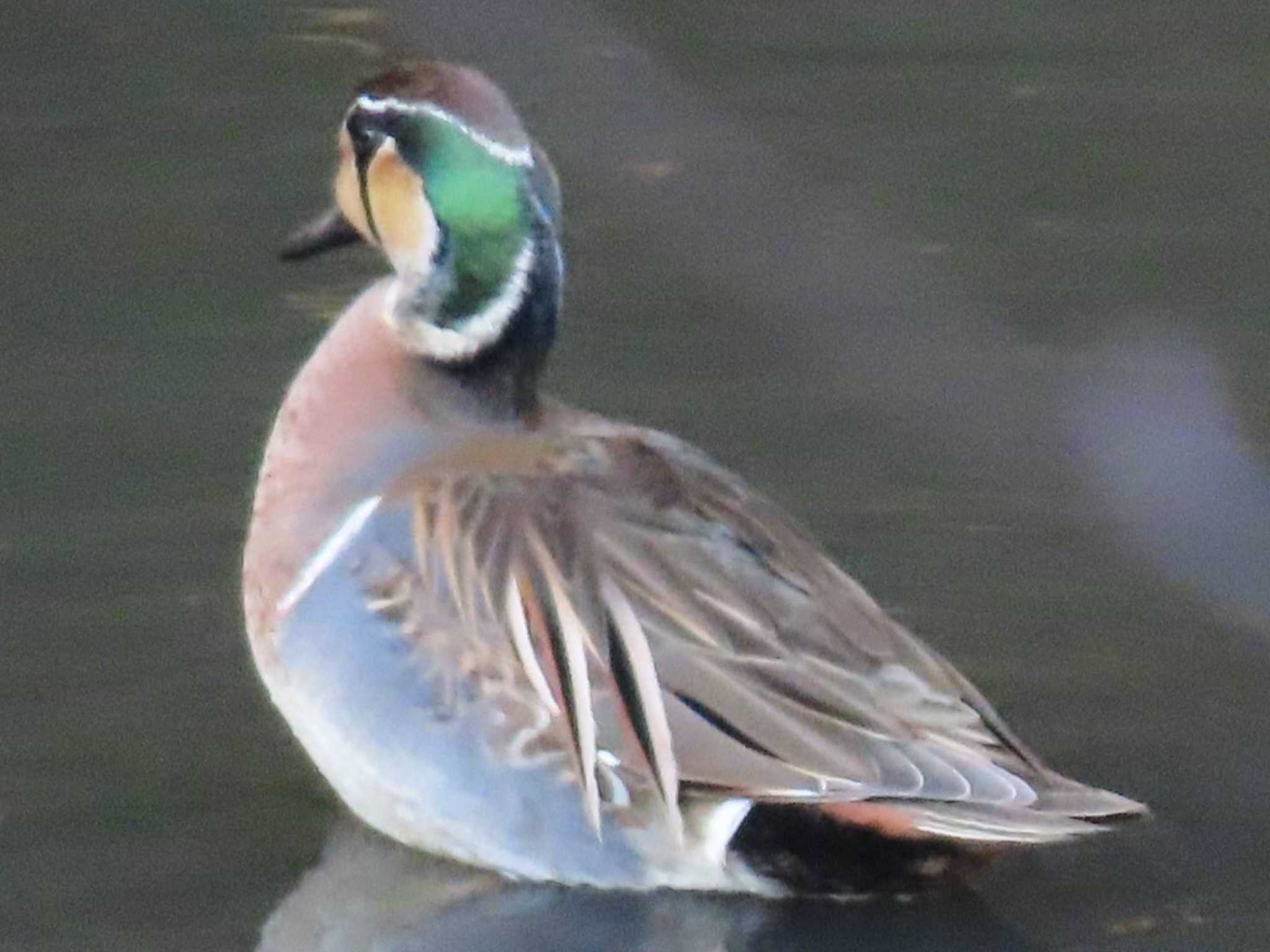 座間谷戸山公園 トモエガモの写真