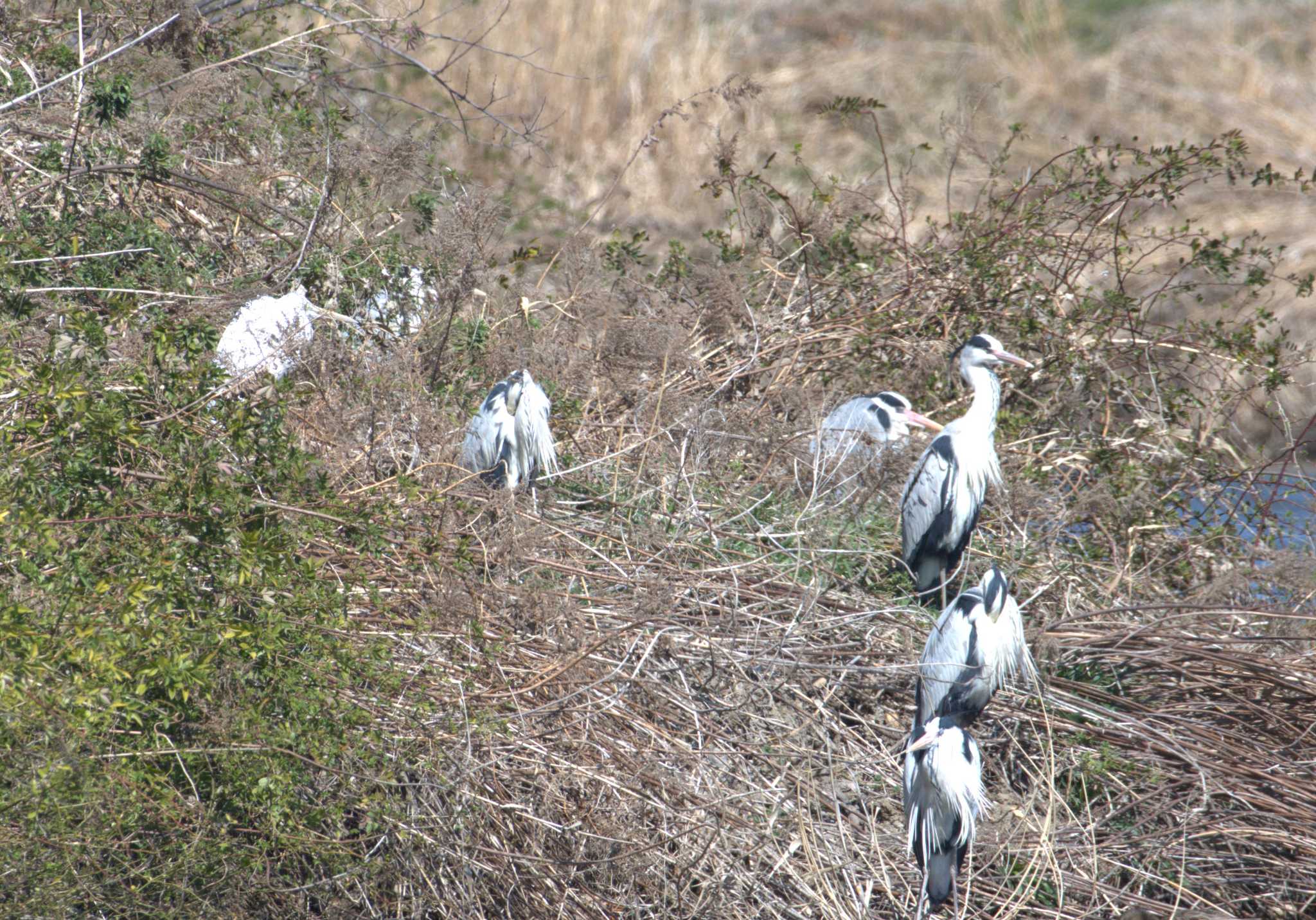 Grey Heron