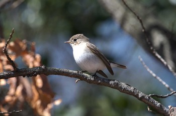 2024年3月9日(土) まつぶし緑の丘公園の野鳥観察記録