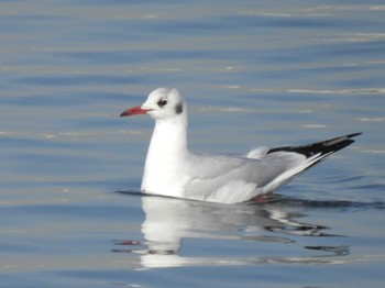 ユリカモメ ふなばし三番瀬海浜公園 2024年3月4日(月)