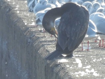 ウミウ ふなばし三番瀬海浜公園 2024年3月4日(月)