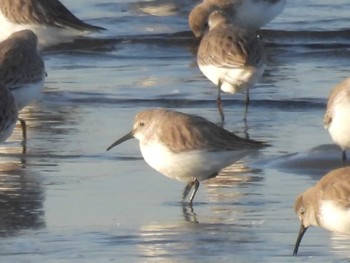 ハマシギ ふなばし三番瀬海浜公園 2024年3月4日(月)