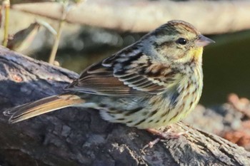 Masked Bunting Mizumoto Park Sat, 3/9/2024