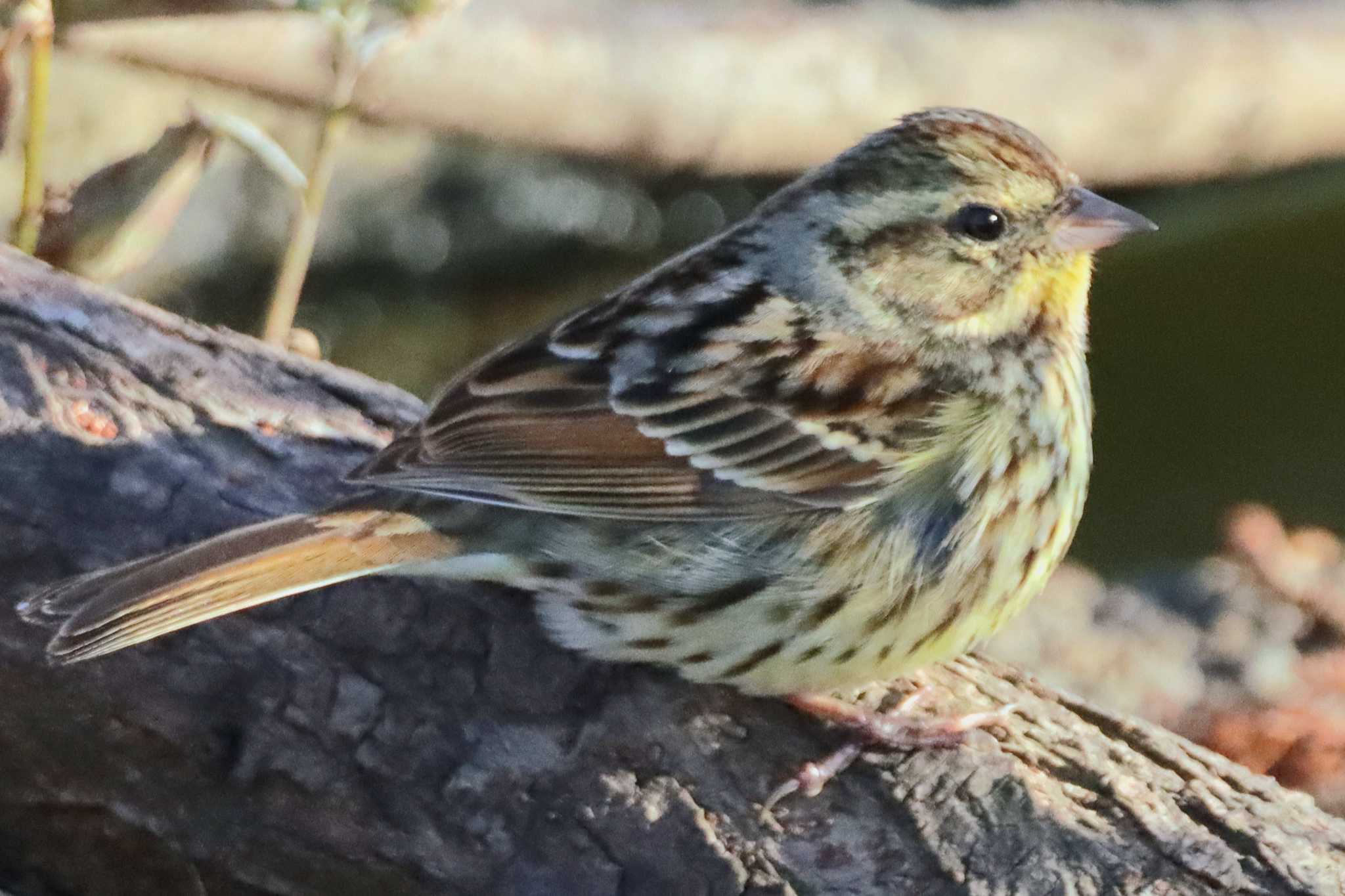 Masked Bunting