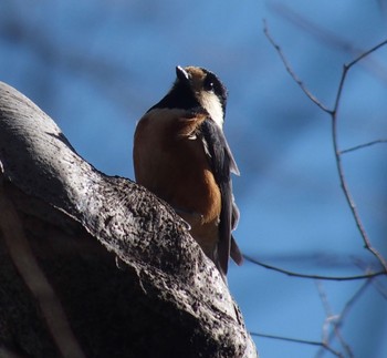 Sat, 3/9/2024 Birding report at Imperial Palace