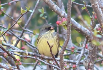 2024年3月9日(土) 柏市の野鳥観察記録