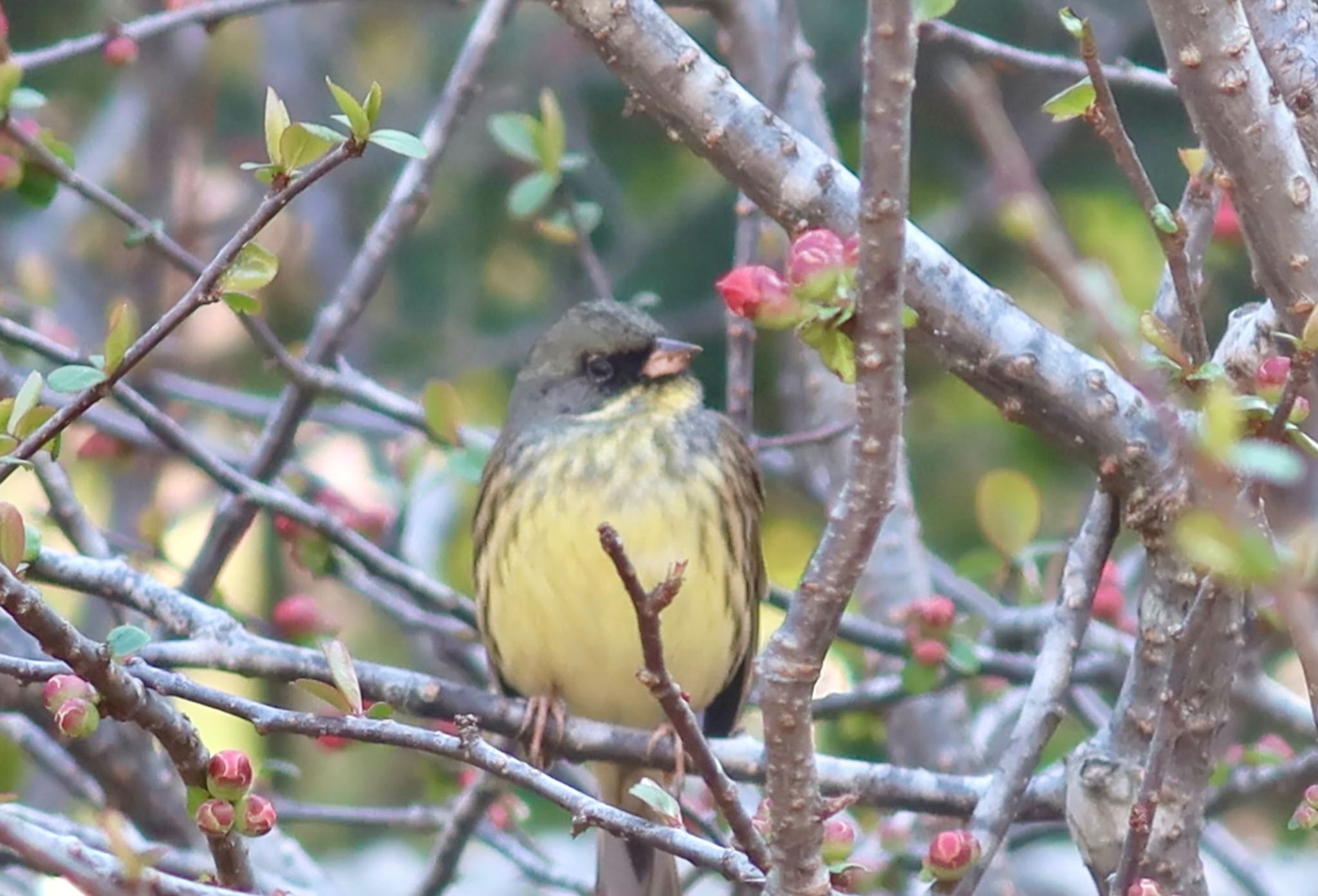 Photo of Masked Bunting at 柏市 by ひこうき雲