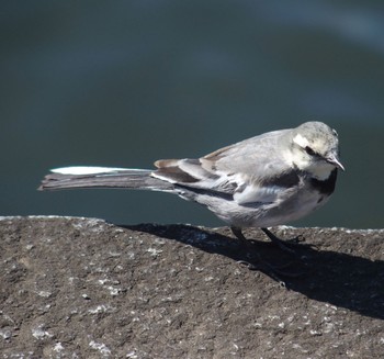 White Wagtail(ocularis) Imperial Palace Sat, 3/9/2024