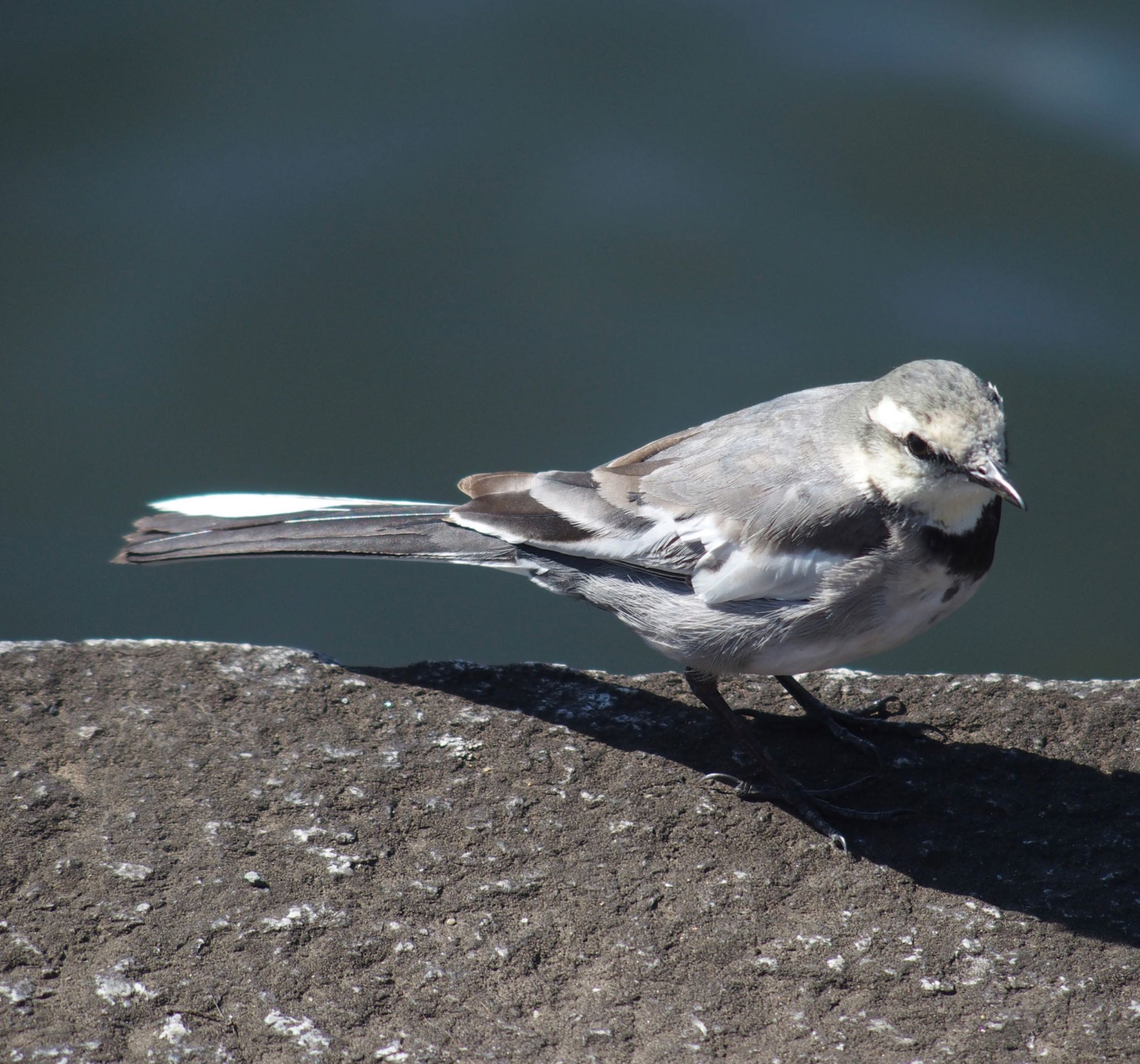 Photo of White Wagtail(ocularis) at Imperial Palace by うきぴ