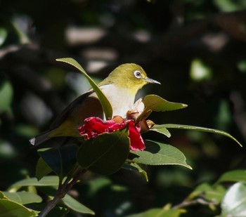 Warbling White-eye Imperial Palace Sat, 3/9/2024