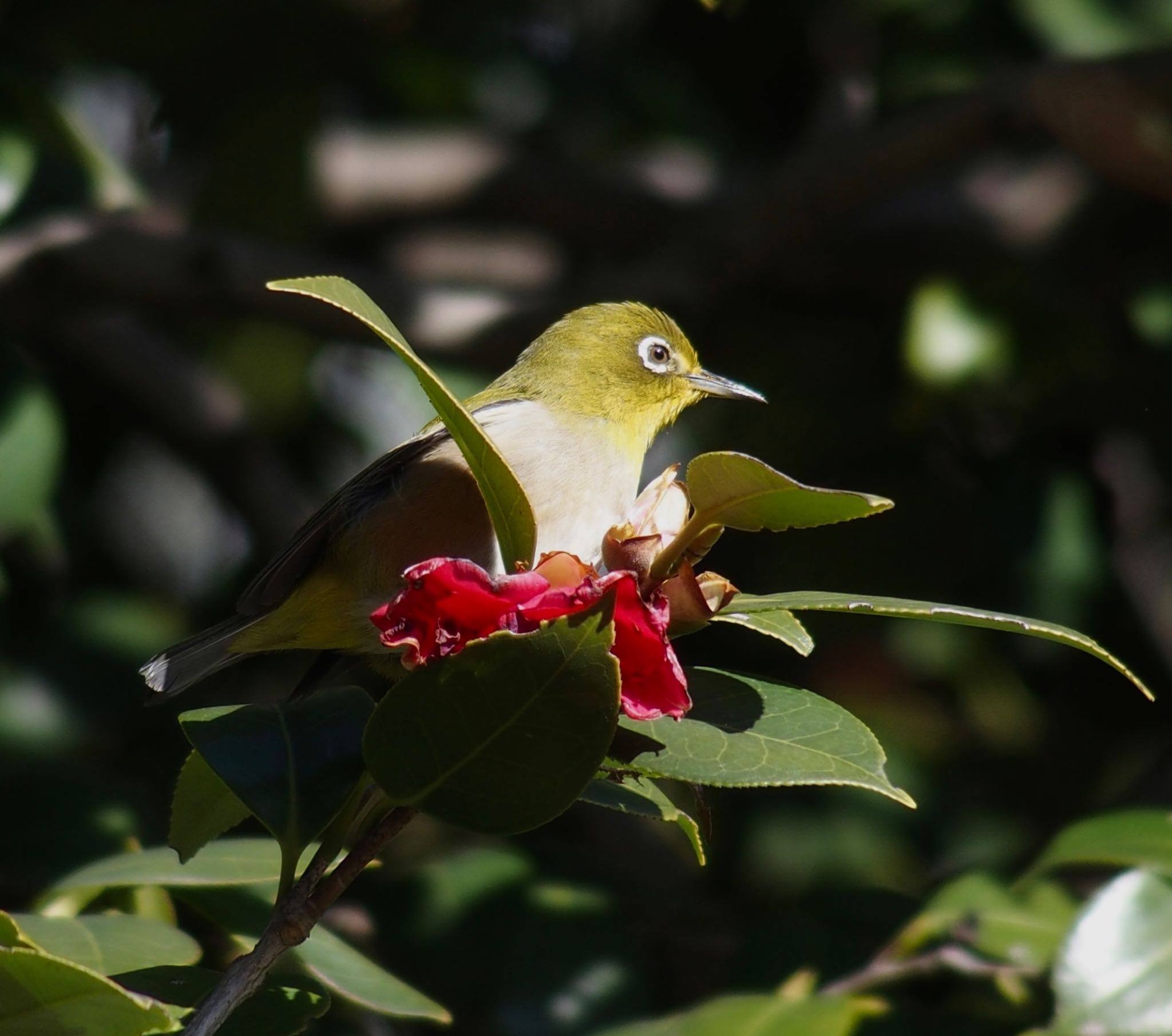 Photo of Warbling White-eye at Imperial Palace by うきぴ