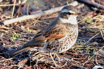 Dusky Thrush Mizumoto Park Sat, 3/9/2024