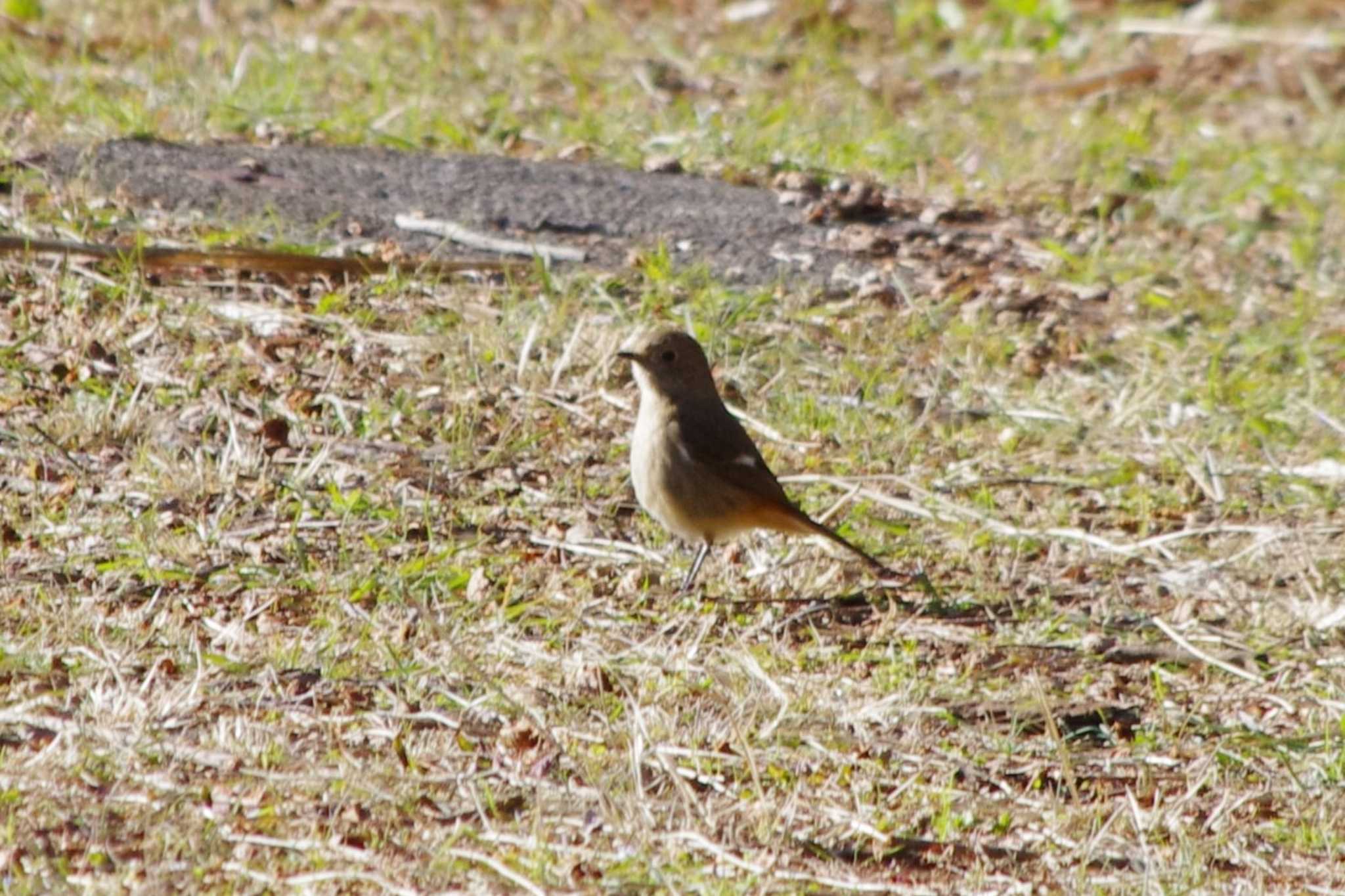 Photo of Daurian Redstart at 洞峰公園 by アカウント15604