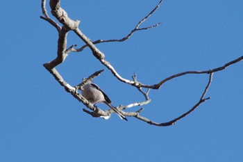 2024年3月9日(土) 洞峰公園の野鳥観察記録