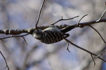 Japanese Pygmy Woodpecker 洞峰公園 Sat, 3/9/2024