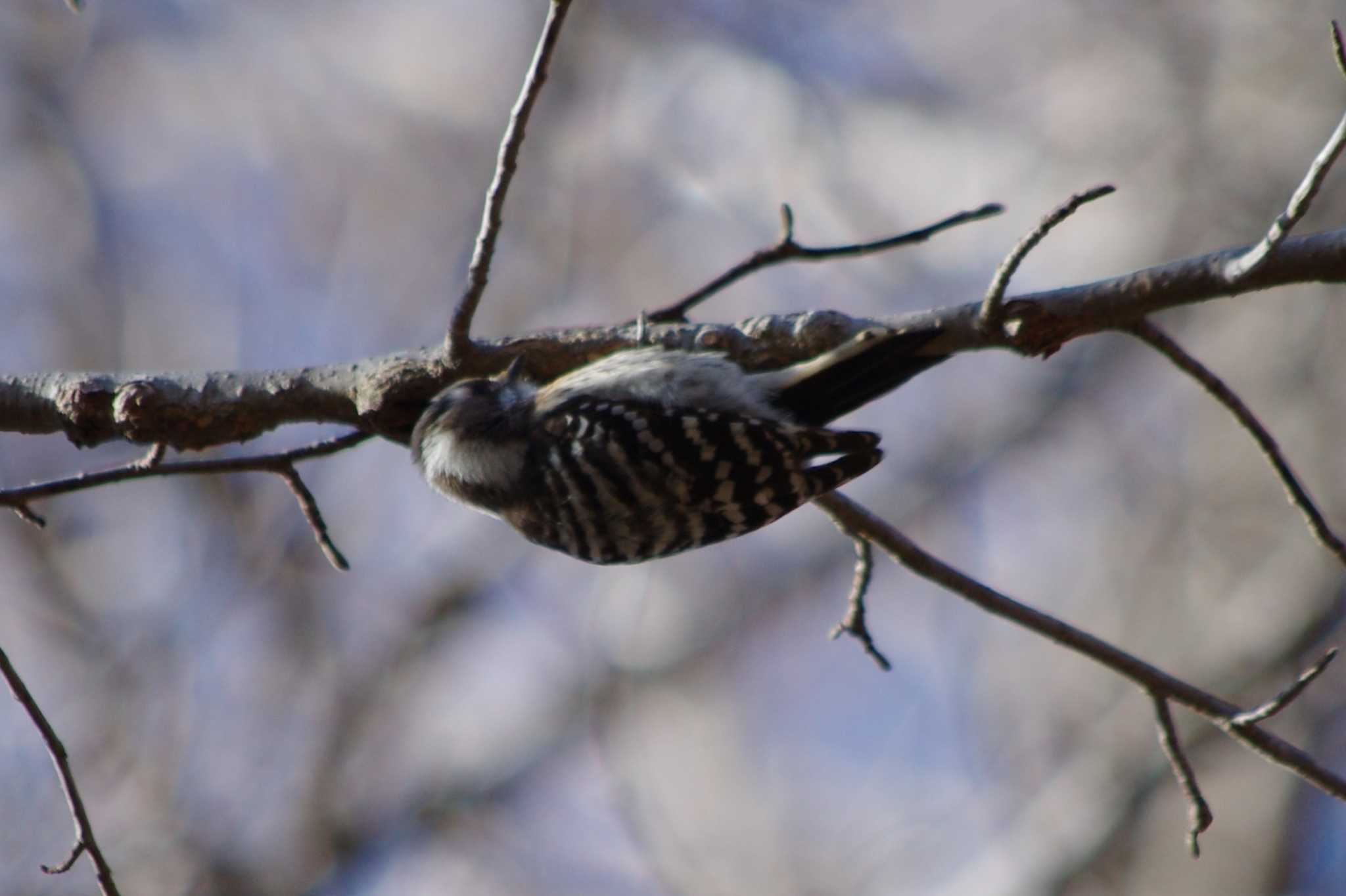 Photo of Japanese Pygmy Woodpecker at 洞峰公園 by アカウント15604