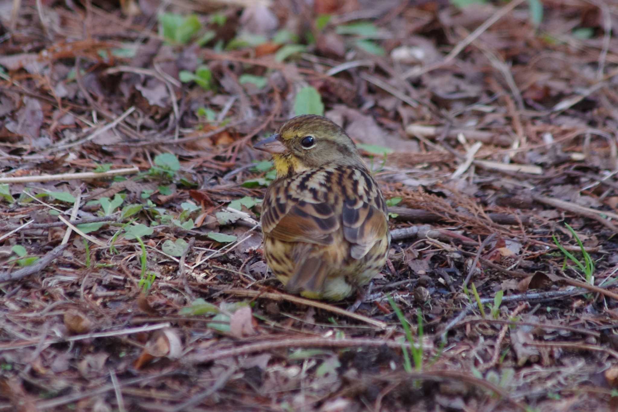 Masked Bunting