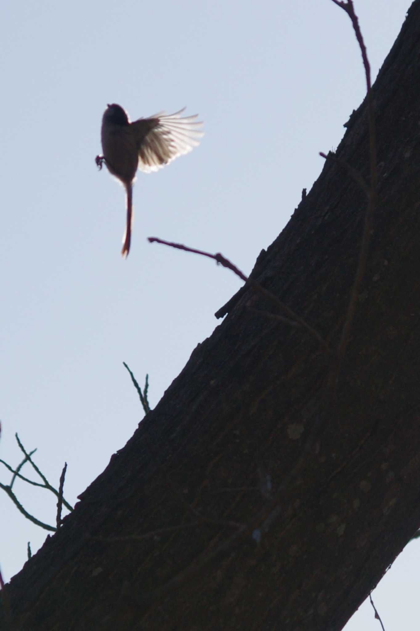 Long-tailed Tit