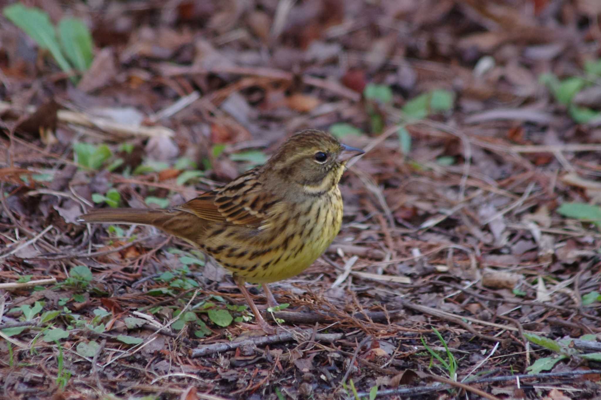 Masked Bunting