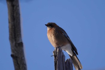 Eurasian Jay(brandtii) Makomanai Park Fri, 1/19/2024