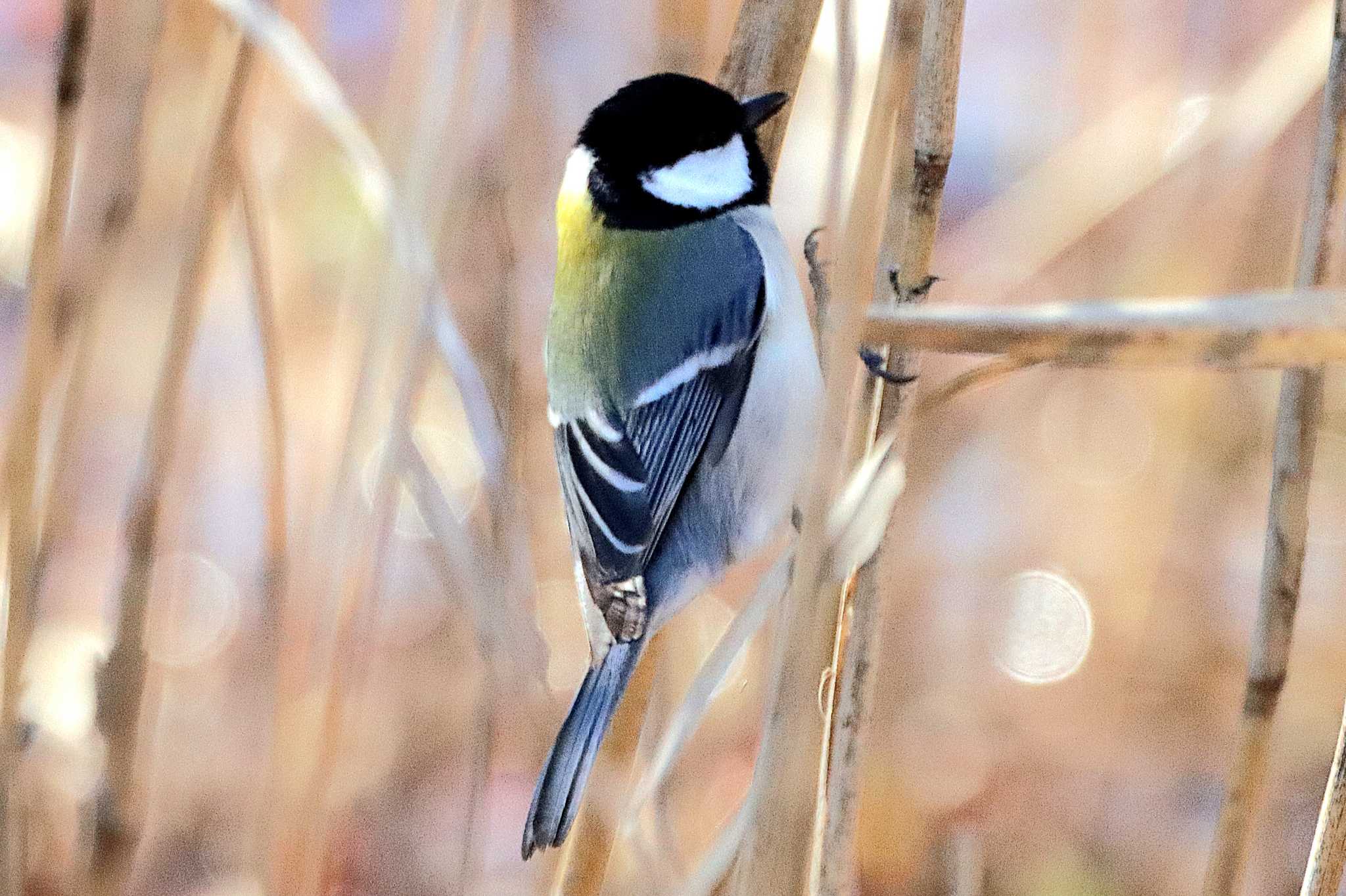 シジュウカラ