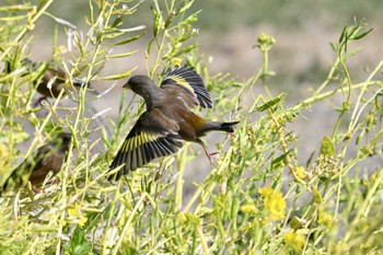 Grey-capped Greenfinch 荒川河川敷 Sat, 3/9/2024