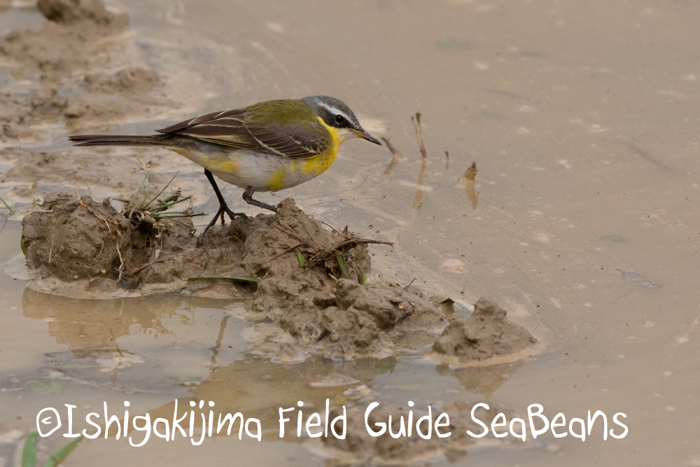 Photo of Eastern Yellow Wagtail(simillima) at Ishigaki Island by 石垣島バードウオッチングガイドSeaBeans