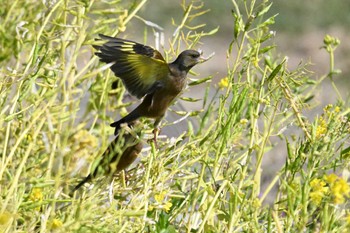 Grey-capped Greenfinch 荒川河川敷 Sat, 3/9/2024