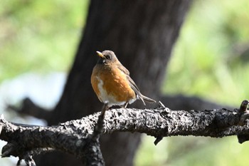 Sat, 3/9/2024 Birding report at Kasai Rinkai Park