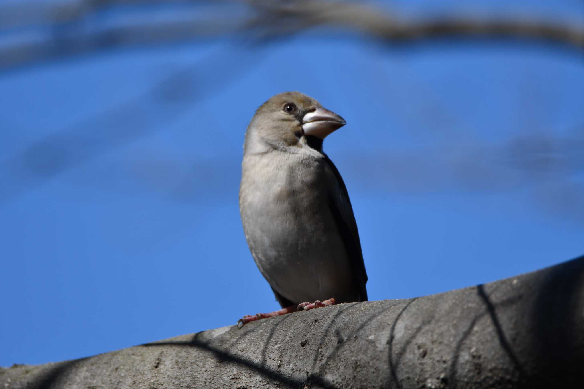 Hawfinch