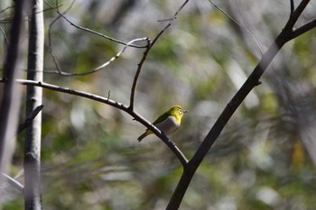 Warbling White-eye Asaba Biotope Sun, 3/3/2024